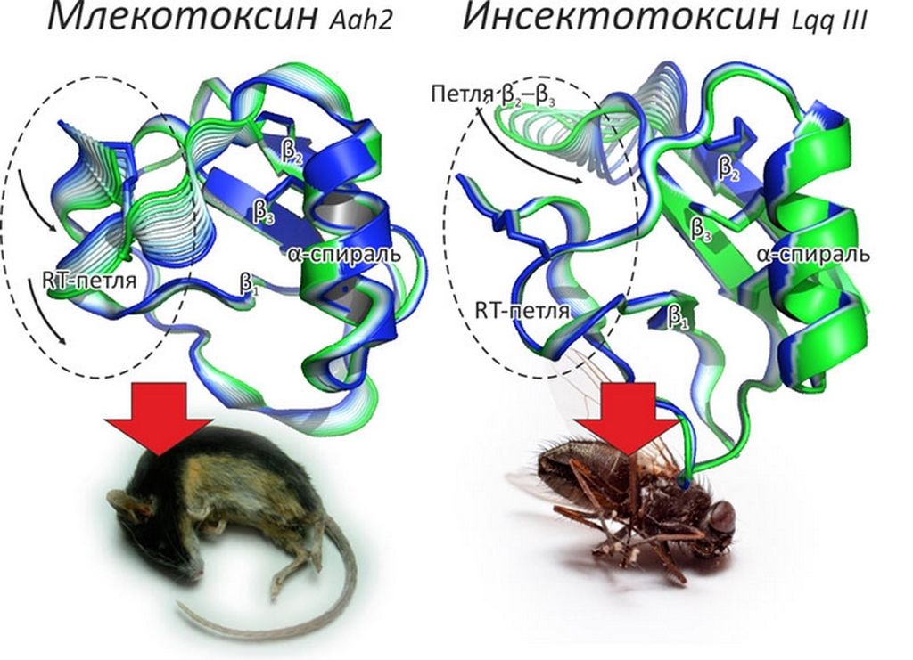 Liocheles waigiensis - скорпион, меняющий состав яда