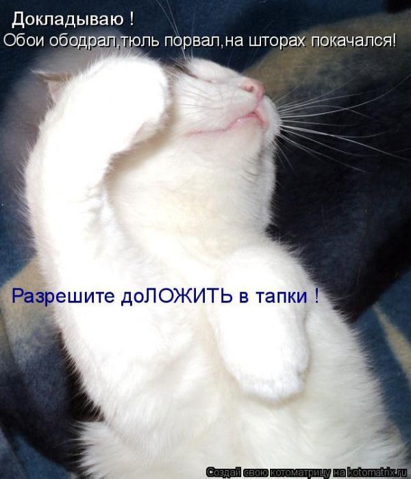 Котоматрица. Мысли вслух :) 