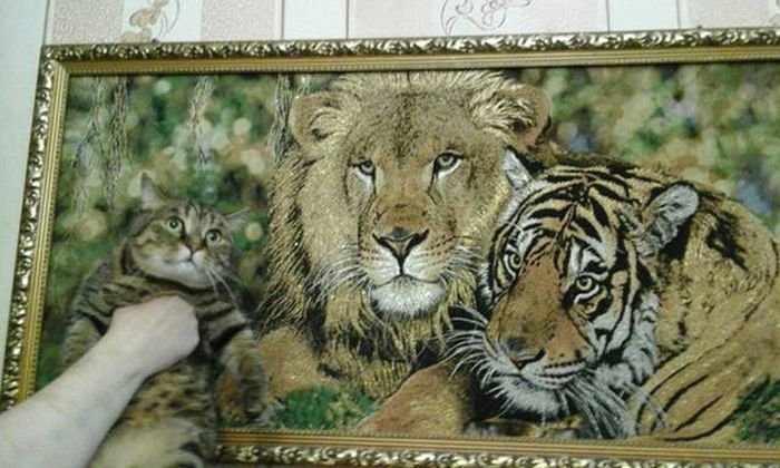  Прикольные картинки