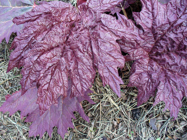 Ревень дланевидный, или пальчатый (Rheum palmatum) &amp;amp;#39;Atrosanguineum&amp;amp;#39; весной