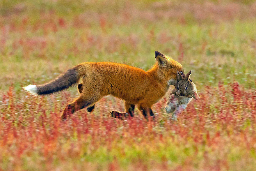 wildlife-photography-eagle-fox-fighting-over-rabbit-kevin-ebi-3-5b0661e7e5168__880.jpg