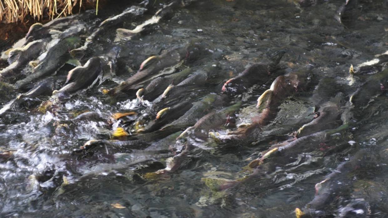 Норвежские эксперты признали «ненавистную русскую» горбушу ценным ресурсом Общество