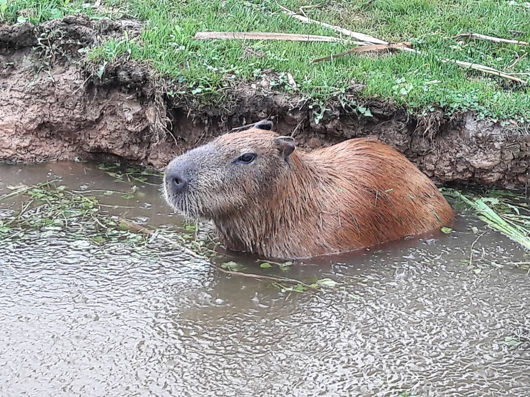 Фото капибары в воде