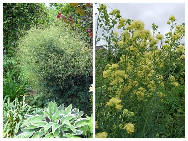 Слева - василистник малый (Thalictrum minus var.majus), справа - василистник желтый (Thalictrum flavum)