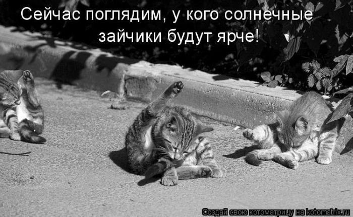 Котоматрица. Мысли вслух :) 