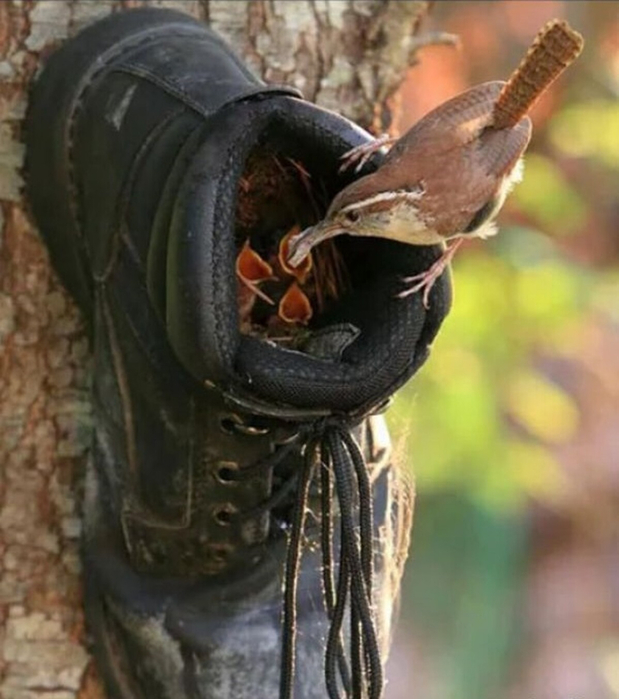 106680580_original (1) (619x700, 335Kb)