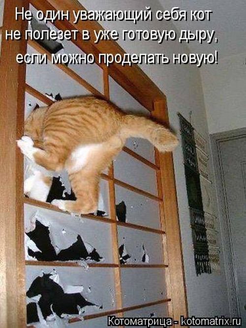 Свежая котоматрица (29 фото)