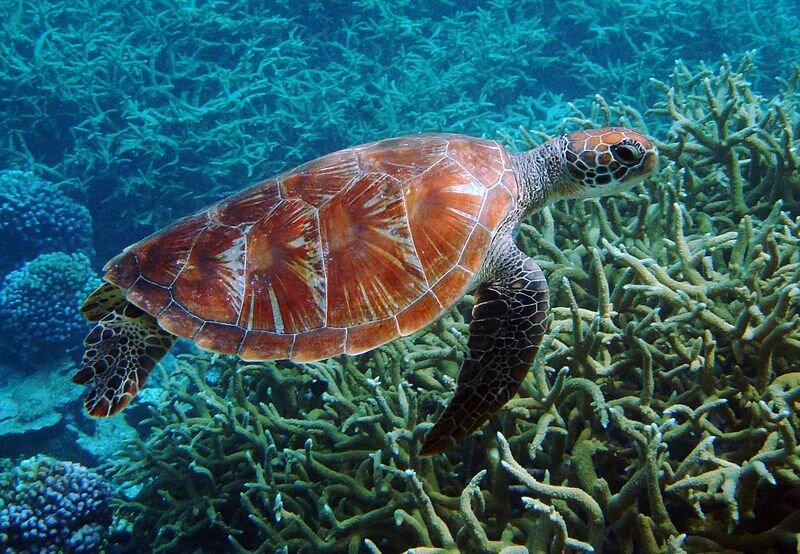 Зеленая морская черепаха на Национальном заповеднике атолла Пальмира