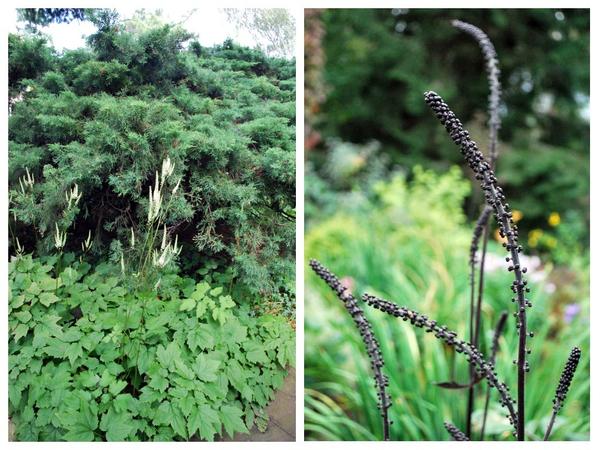 Слева - Cimicifuga racemosa var.cordifolia, справа - Cimicifuga simplex &amp;#39;Brunette&amp;#39; в бутонах