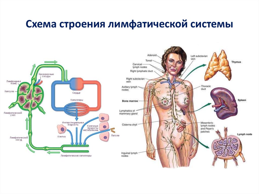 Лимфатическая система человека рисунок