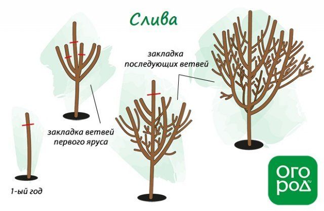 Схема обрезки сливы весной