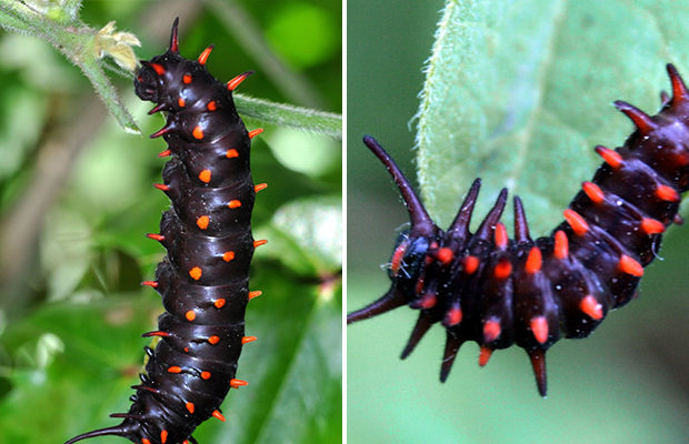 Черная бабочка (Pipevine Swallowtail Caterpillar)