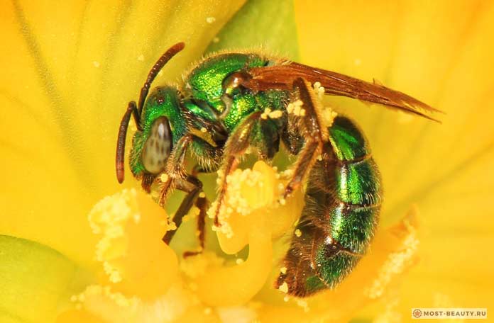 Самые сильно жалящие насекомые: Sweat bee