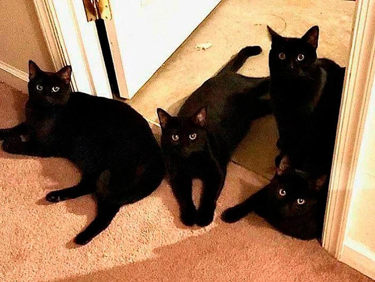 Очень смешные коты, которые собрались на совещание  evergreen,format-article,noindex,Развлечения