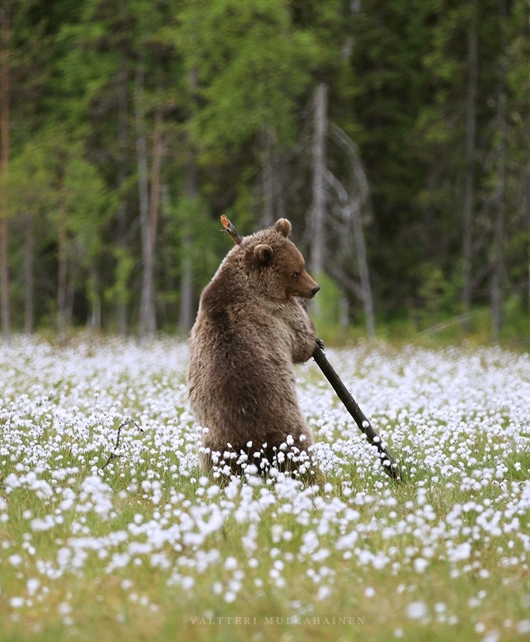 Из жизни медведей в финских лесах. Фотограф Валттери Мулкахайнен (VALTTERI MULKAHAINEN)