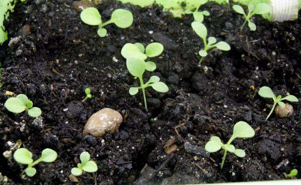 4 шага к хорошей рассаде петуний семена, рассада, петуний, петунии, нужно, рассаду, сеянцы, будет, грунта, чтобы, легко, всегда, сорта, градусов, проветривать, аккуратно, можно, всходов, может, емкости