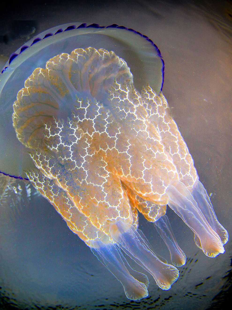 Медузы в фотографиях