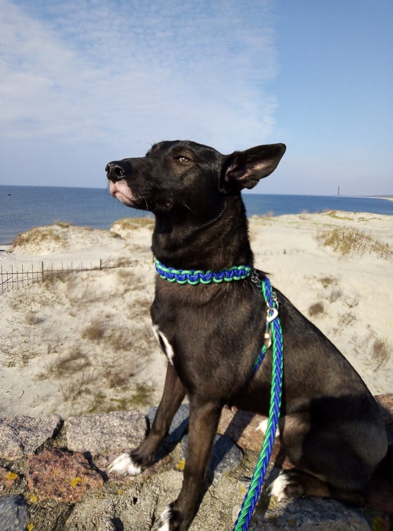 собака на пляже