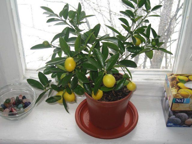 Топ-5 цитрусовых, которые легко можно вырастить (и съесть) дома вырастить, косточки, можно, лимона, мандарина, очень, домашних, период, цитрусовых, время, помело, только, подкормки, через, квартире, спелого, также, плода, растения, условиях