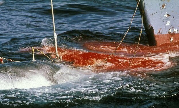 Японцы вновь начинают охоту на китов ynews, китобои, китобойный промысел, киты, международная китобойная комиссия, новости, охрана китов, япония
