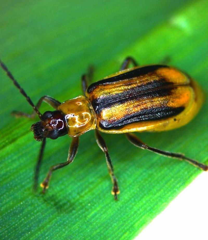 7 насекомых-вредителей, наносящих огромный урон сельскому хозяйству