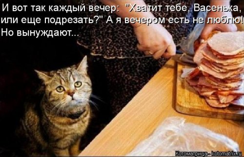 Котоматрицы недели прикольные картинки