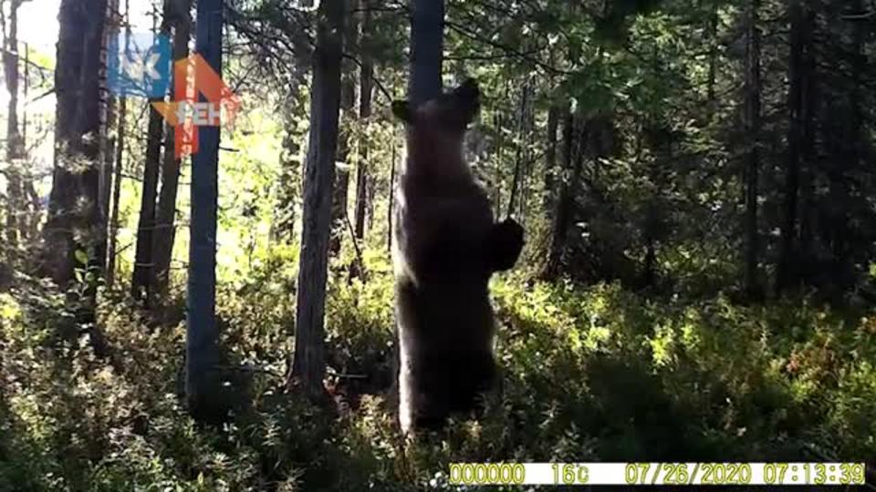Видео: медведь устроил зажигательные танцы в заповеднике