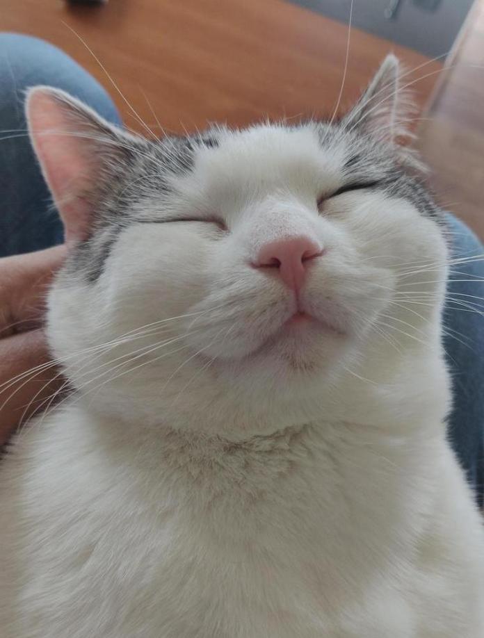 Без кота и жизнь не та