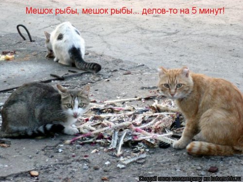 Новая котоматрица для настроения (20 фото)