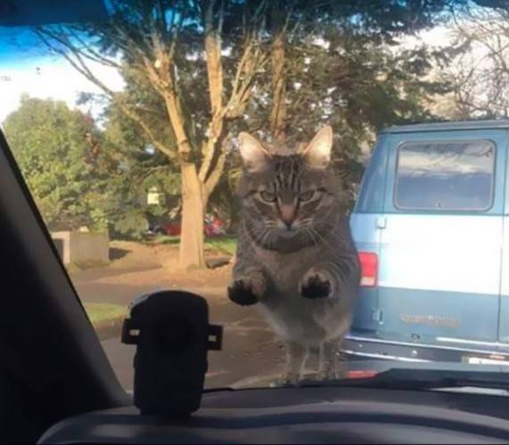 12 котов, которые разбавили серые будни своих хозяев 