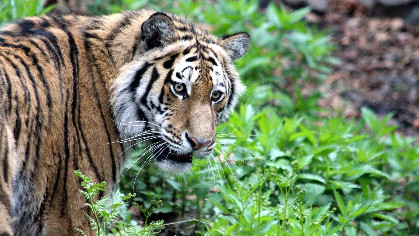 В Непале тигр растерзал отправившихся в лес за дровами женщин