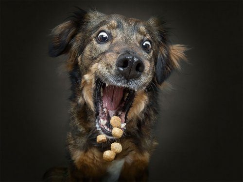 Фотографии собак, которые ловят еду Фотографии собак, которые ловят еду