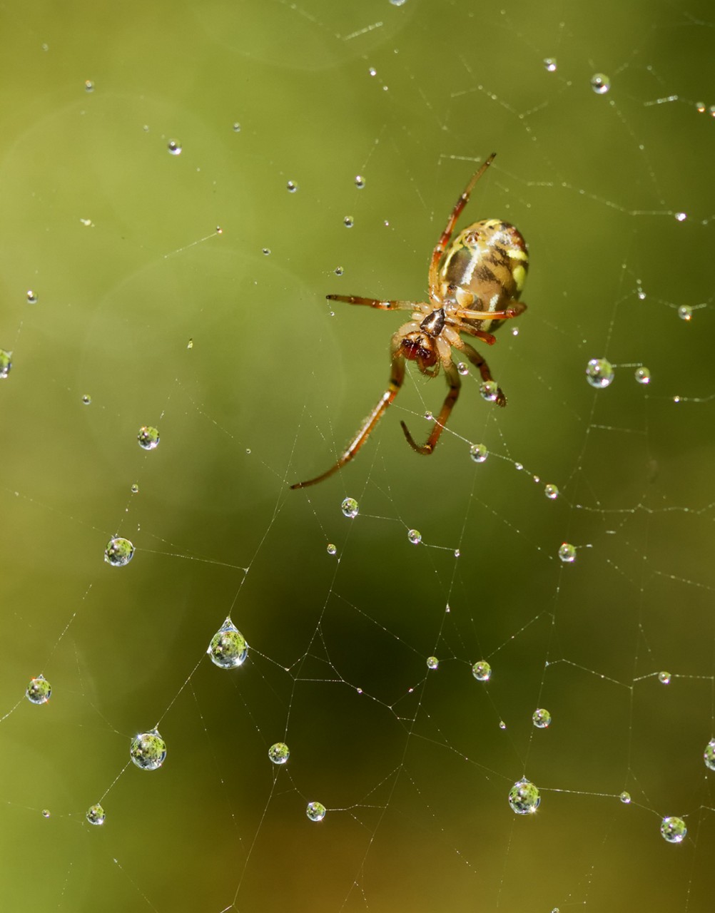 В осеннем парке. (aussiegall)