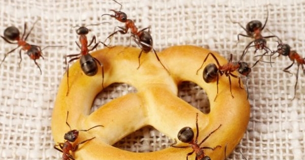 С помощью этих способов избавитесь от муравьев в доме!
