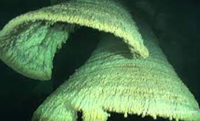 В подводной пещере в Мексике дайверы нашли висящие на потолке образования, похожие на огромные колокола. Видео пещеры, колокола», озеро, сталактиты, Сапоте, образований, пещер, «Адские, Неприметное, разрушился Ученые, частично, потом, стандартные, формировали, кристаллизации, После, известью, насыщенная, падала, сводов