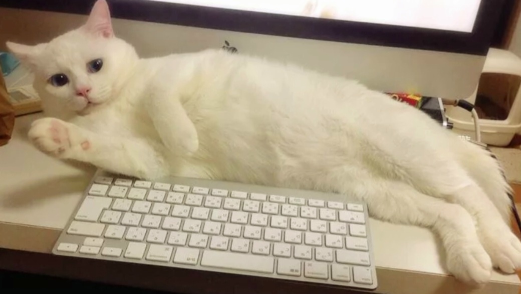 Коты, застигнутые врасплох: 15 эпичных моментов, когда хозяева не вовремя вернулись домой Коты, застигнутые врасплох: 15 эпичных моментов, когда хозяева не вовремя вернулись домой просто, хотел, хозяин, хозяева, зарывать, когда, сделать, чтобы, люстру, хозяйской, иногда, лучше, которых, такое, ситуации, времени, пушистых, видите, хозяев, равно