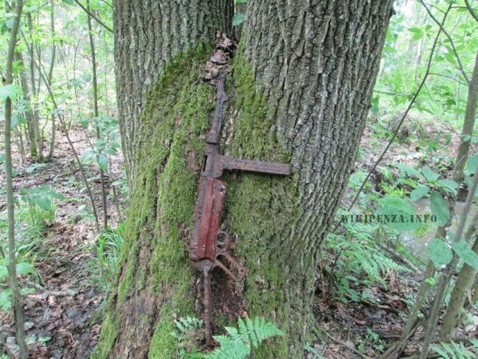 Молчаливые свидетели войны военное, война, вросло, деревья, природа, пробитие