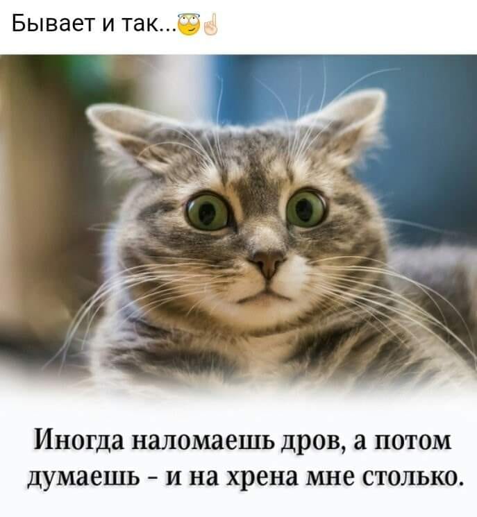 Муркотушки! демотиваторы,животные,позитив,Смешные животные