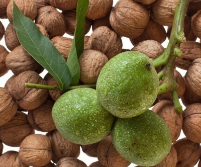 Зеленый грецкий орех богат множеством полезных витаминов и микро- и макроэлементов