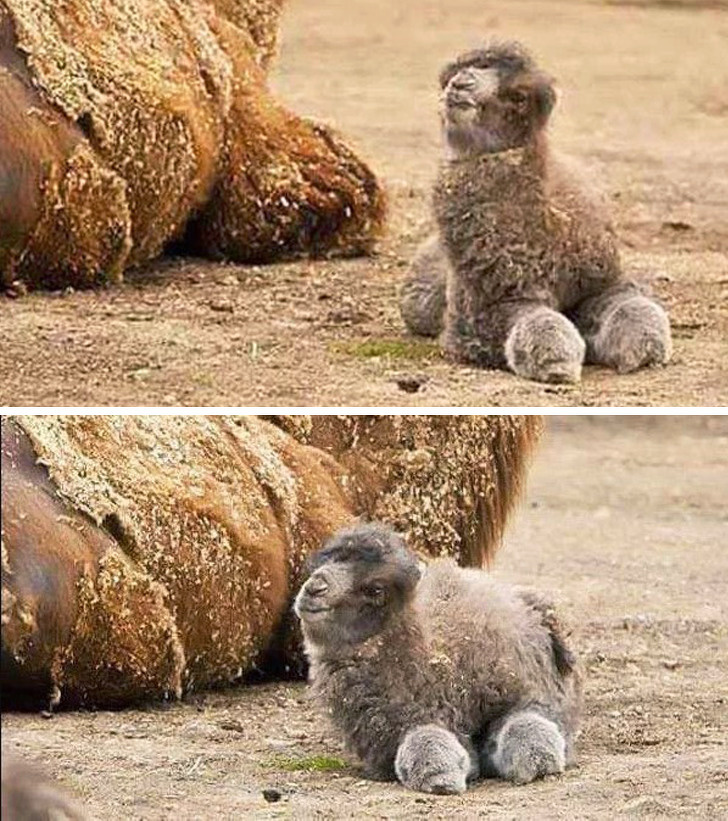 25 редких снимков, которые доказывают, что мир планеты Земля полон чудес 25 редких снимков, которые доказывают, что мир планеты Земля полон чудес интересное,мир,природа,фотография