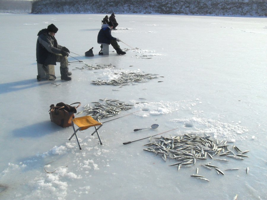 Ловля корюшки зимой на финском заливе