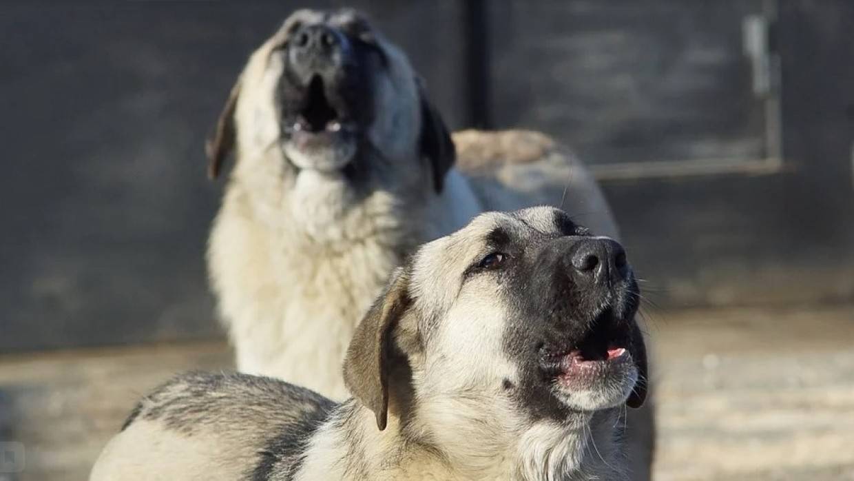 Кинолог Уражевский перечислил способы защиты от стаи бродячих собак