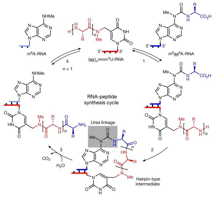 Рис. 2. Принципиальная схема синтеза пептидов короткими молекулами РНК