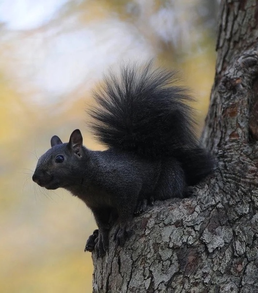 Позитивные фотографии и забавные картинки с надписями для веселья Позитивные фотографии и забавные картинки с надписями для веселья смешные комментарии,угарные фотки,фото приколы