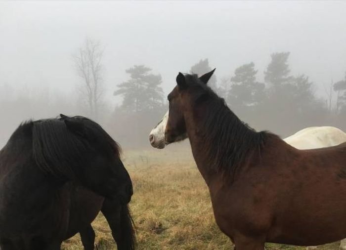 Случайные моменты запечатленные фотографами прикол, фото, юмор