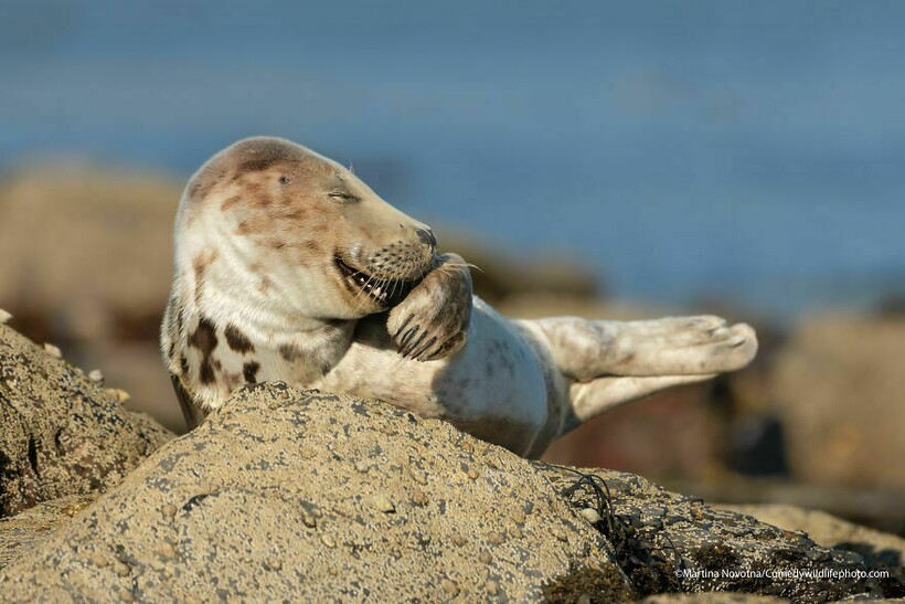 10 самых смешных снимков животных с конкурса Comedy Wildlife Photography