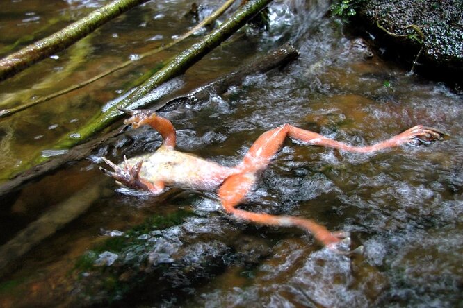 Лягушка, погибшая от хитридиомикоза