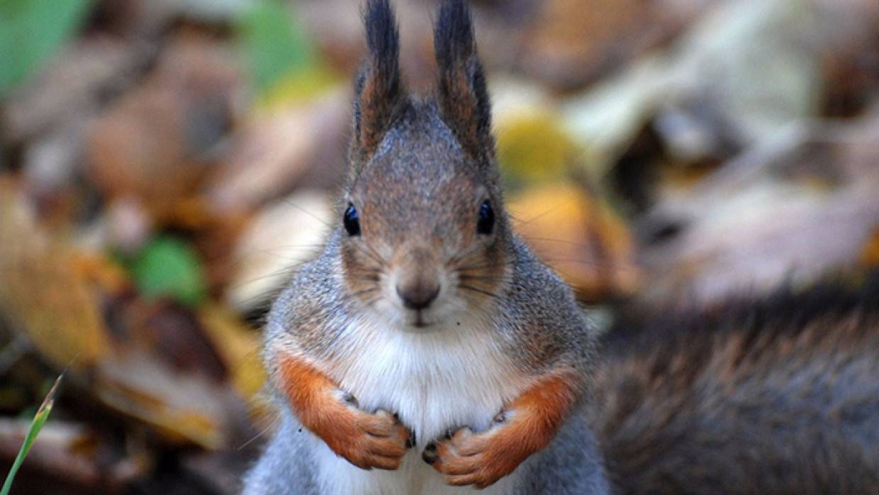 Единственную белку-летягу в России сфотографировали посетители нацпарка «Таганай»