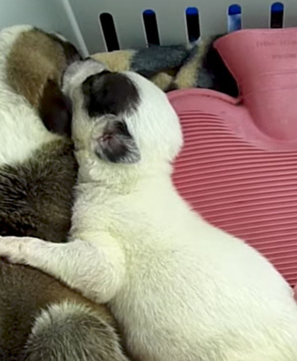 pupsshelter