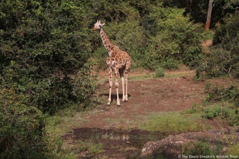 Осиротевший слоненок утешается объятиями спасенного страуса 